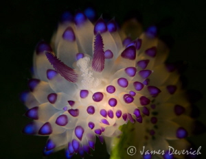 Janolus sp. Backlit by James Deverich 